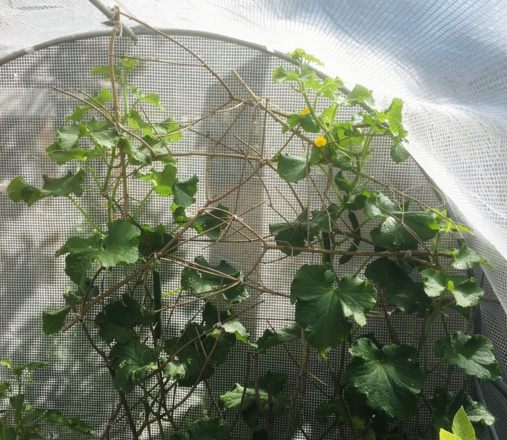 happy cucumbers clibming up the trellis