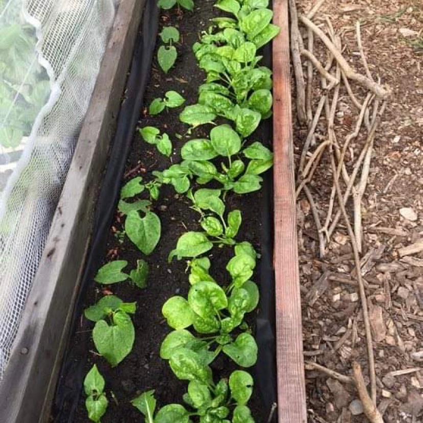 healthy spinach in the lasagna garden