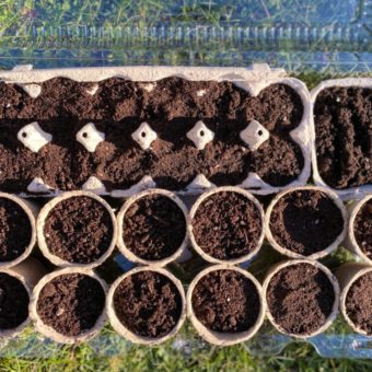 how to make a repurpused seed starter