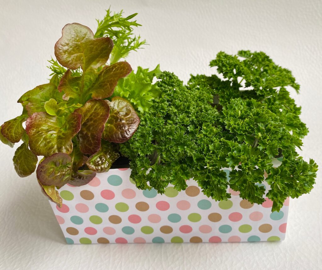 place edible plants in the planter