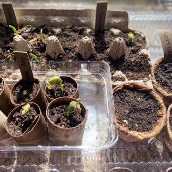 DIY eco-friendry planters
