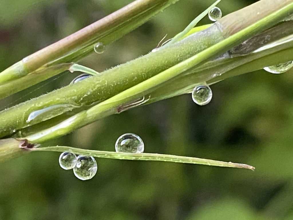morning dew on a bomboo shoot