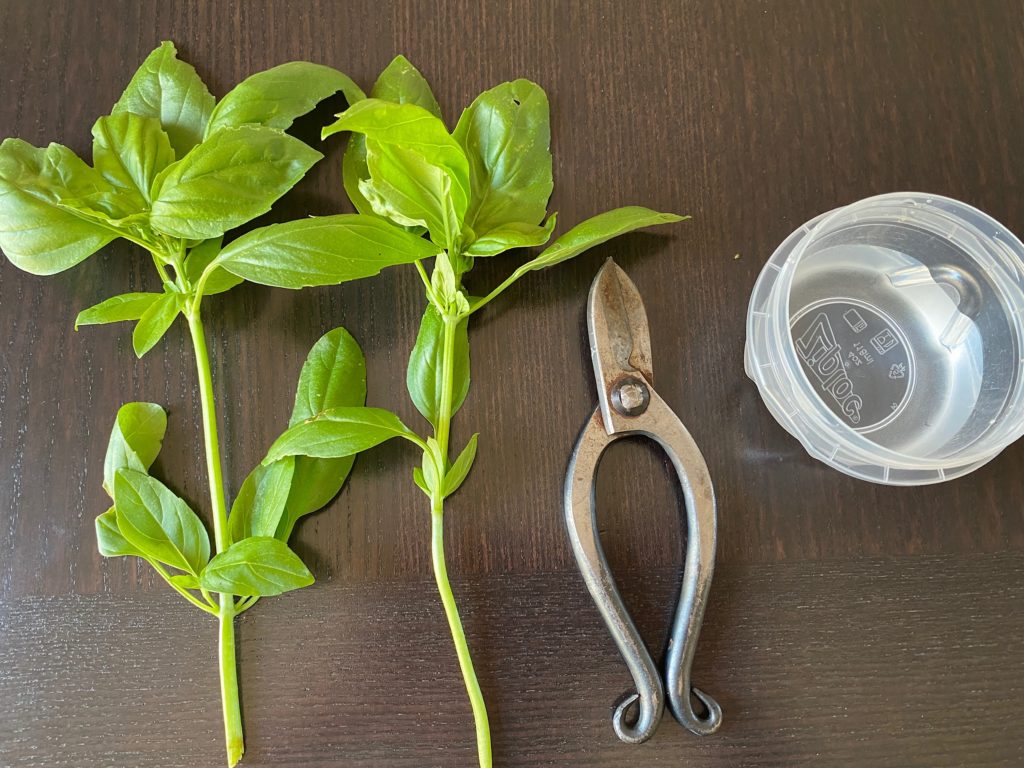 items for propagating basil
