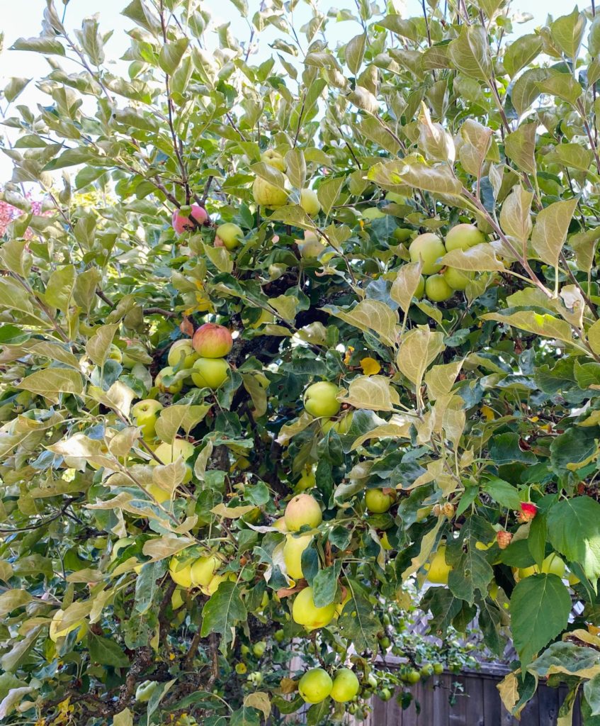 versatile plants #4 apple tree