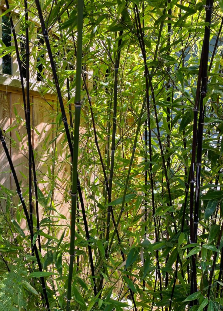 versatile plants #5 Bamboo