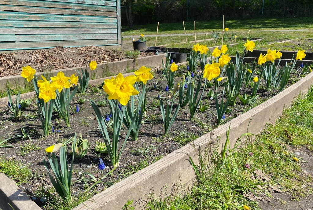 school garden - daffodils 