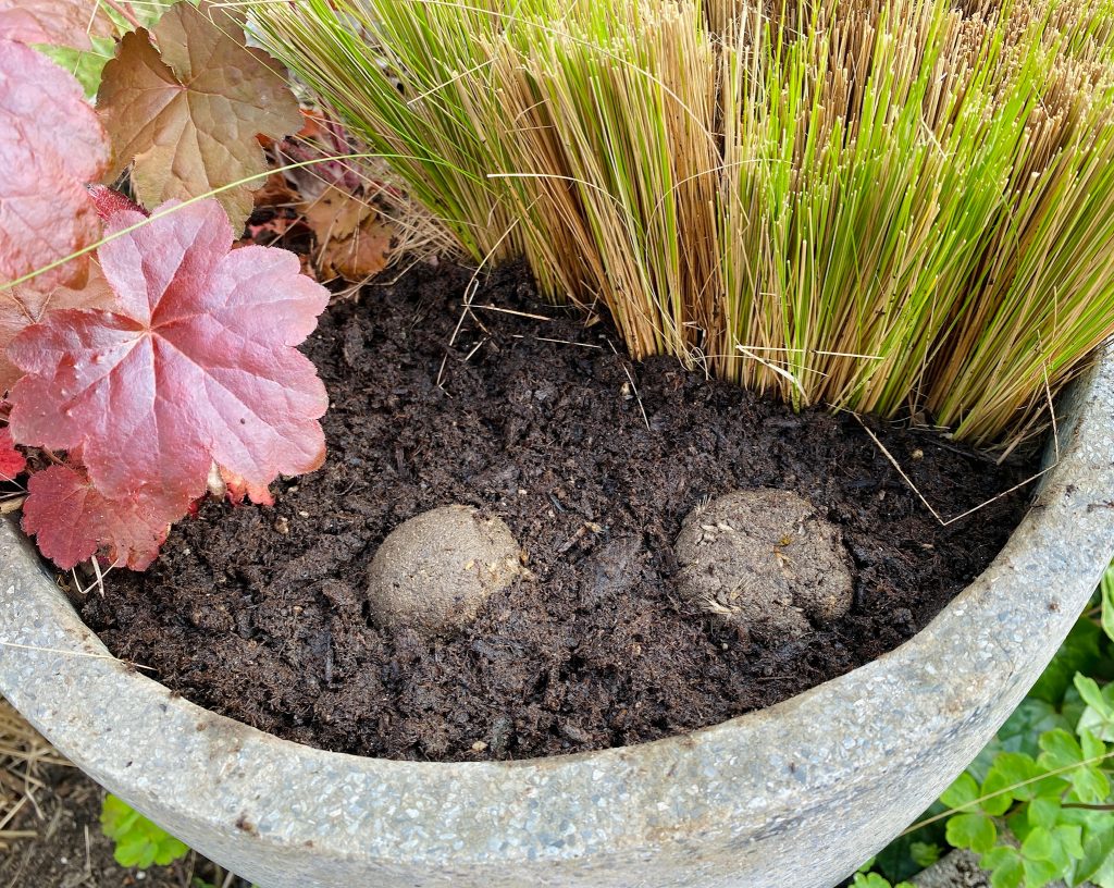 seed balls in planter